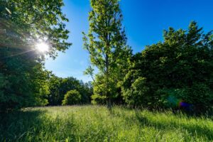 Tree and field