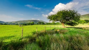 Green field with old fence in District Lake, England